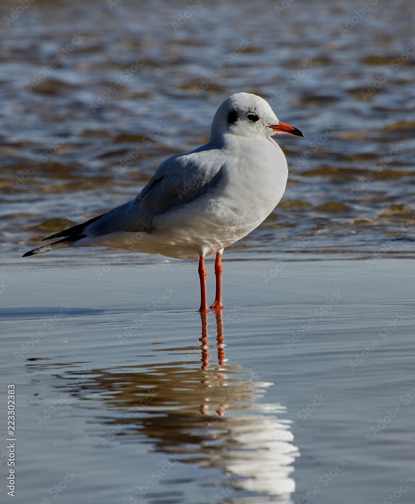 Seagull, Baltic Sea - Poland Seagull, Baltic Sea - Poland