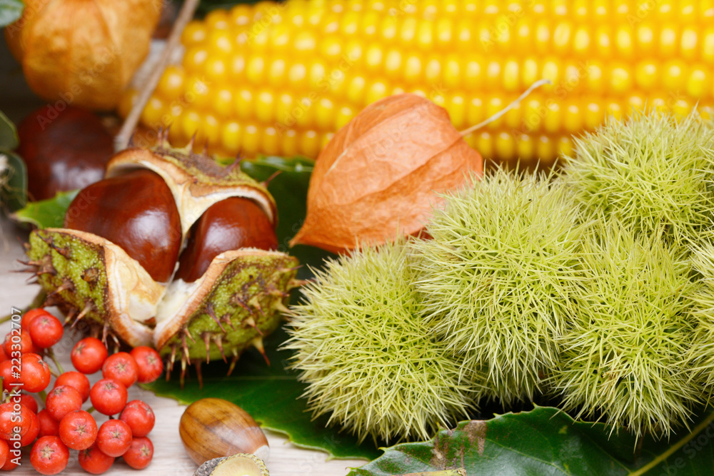 autumn fruits from chestnuts, acorns, maize and rowanberry autumn fruits from chestnuts, acorns, maize and rowanberry