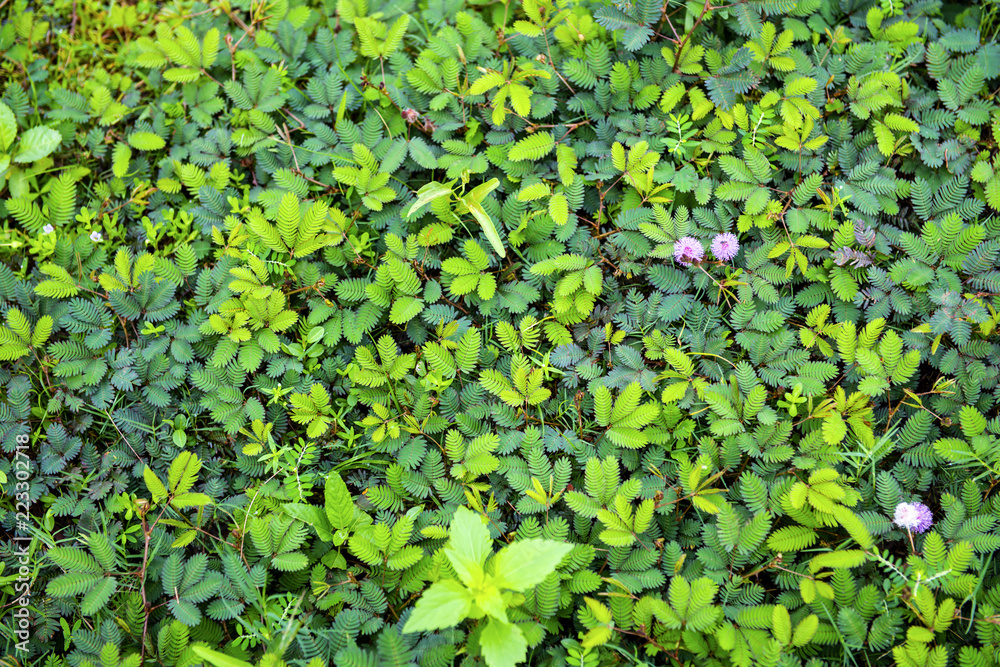 Mimosa flowers blooming in the morning to look beautiful