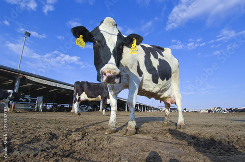 Cows in a farm of dairy plant on a sunny day with blue sky