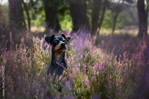 Zwergpinscher Hund in Mehlinger Heide im Sommer bei Sonnenschein