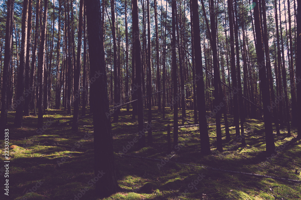 Obraz premium Beautiful view in the autumn forest. Toned