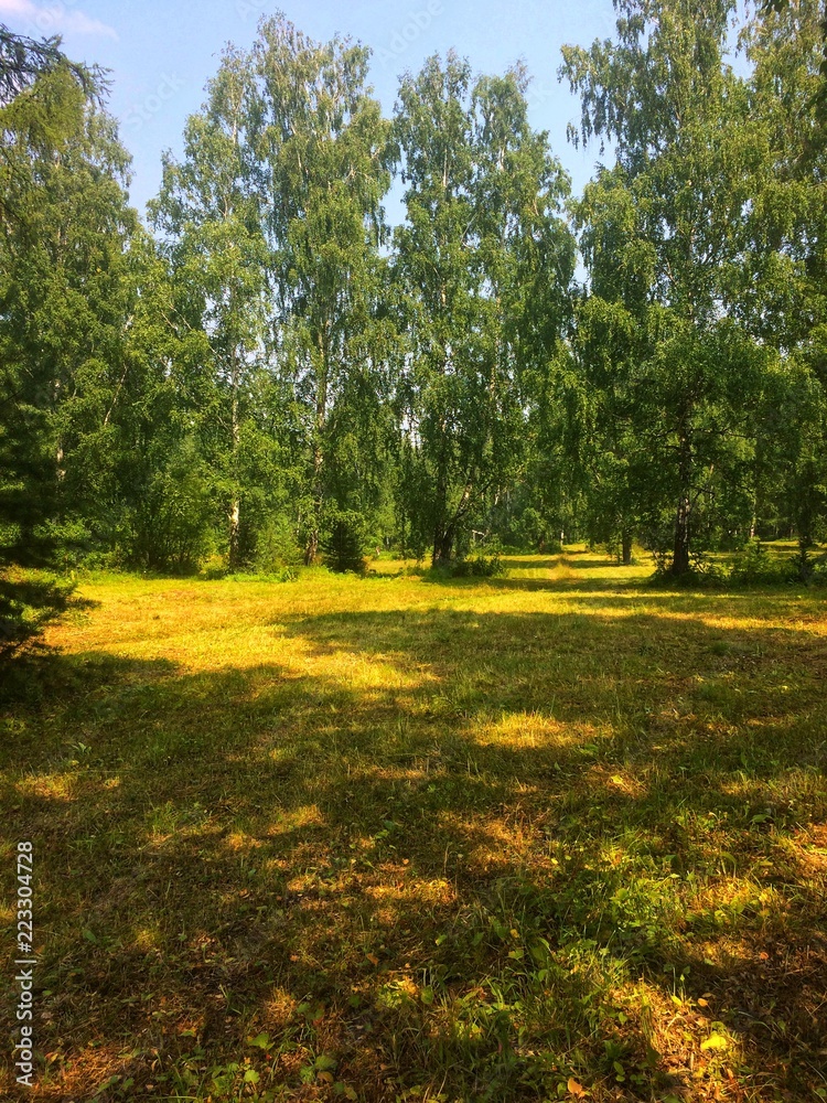 Obraz premium Sunny summer forest landcspe