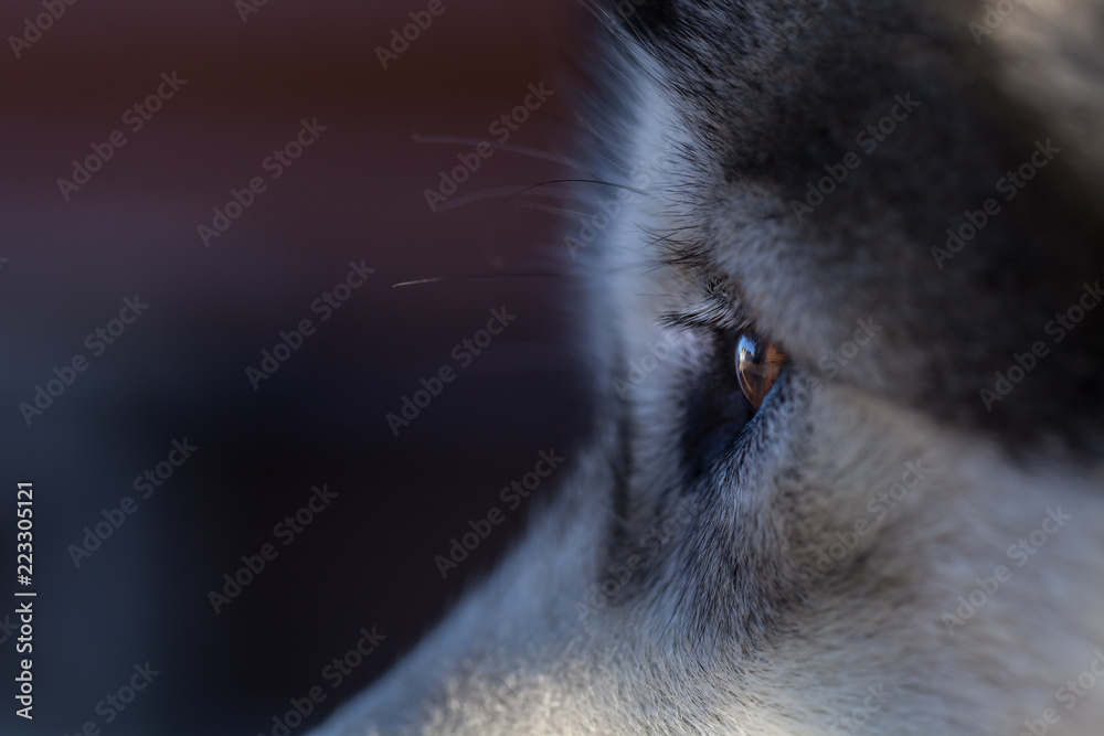 Fototapeta Portret młodego malamuta z Alaski, koloru wilka