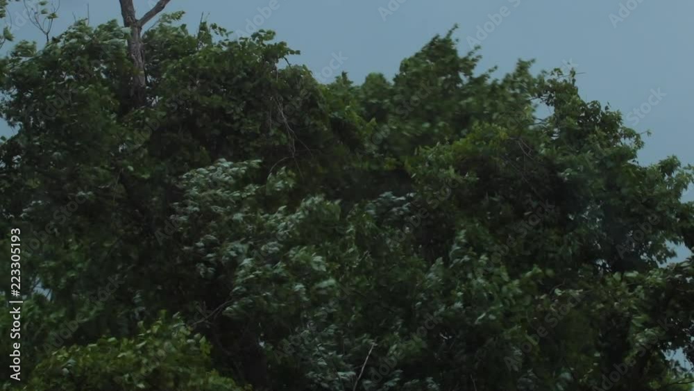 Trees blowing in storm with rain Trees blowing in storm with rain