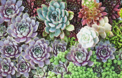 arrangement of succulents or cactus succulents