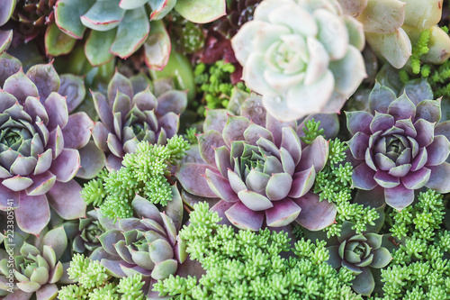 arrangement of succulents or cactus succulents