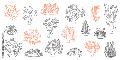 corals line