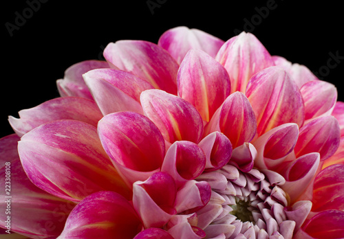 Aster flower head closeup