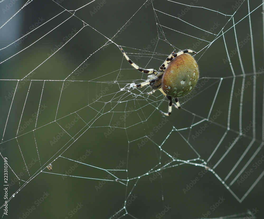 Macro of a Shamrock Orb Spider Macro of a Shamrock Orb Spider