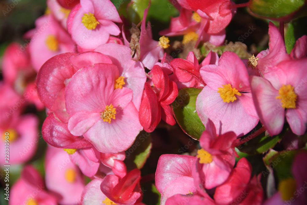 Macro of gradated pink begonia flowers with yellow stamens and green leaves.