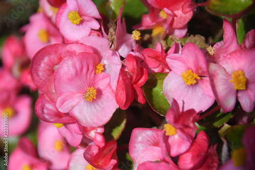 Macro of gradated pink begonia flowers with yellow stamens and green leaves.