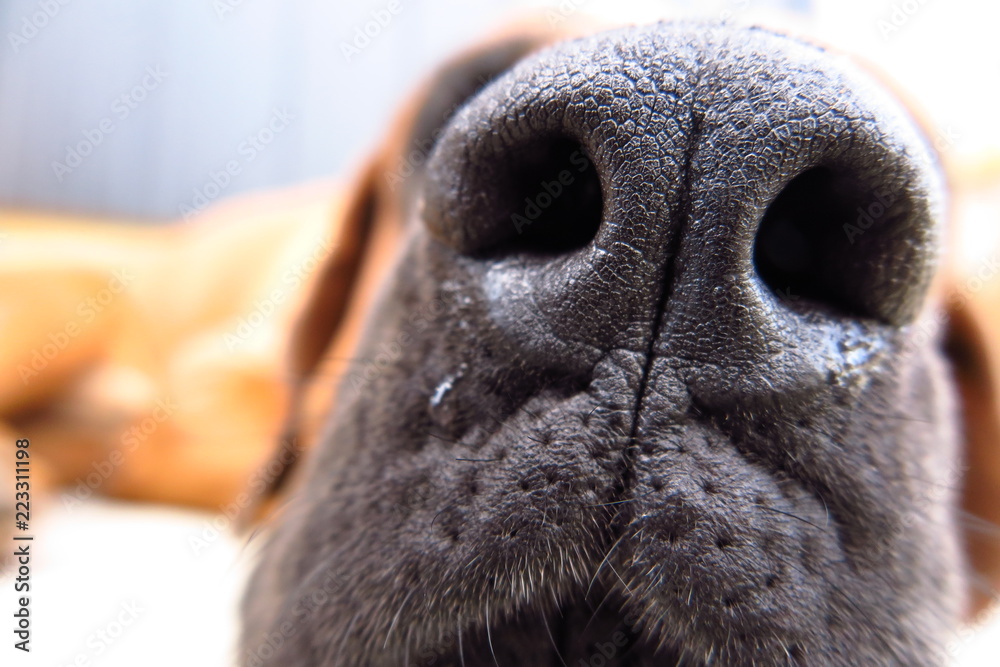 27 Best 土佐犬 Images Stock Photos Vectors Adobe Stock 27 Best 土佐犬 Images Stock Photos Vectors Adobe Stock