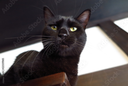 黄色い目のメスの黒猫（1歳） © amfactory