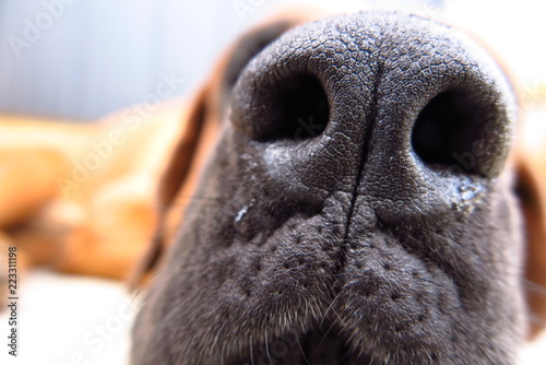 大型犬（土佐犬 / Japanese mastiff）の鼻のクローズアップ