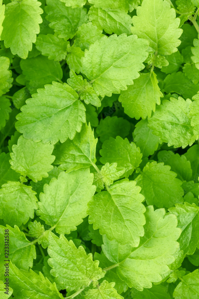 Closeup photo of fresh green melissa, lemon balm, leaves Closeup photo of fresh green melissa, lemon balm, leaves