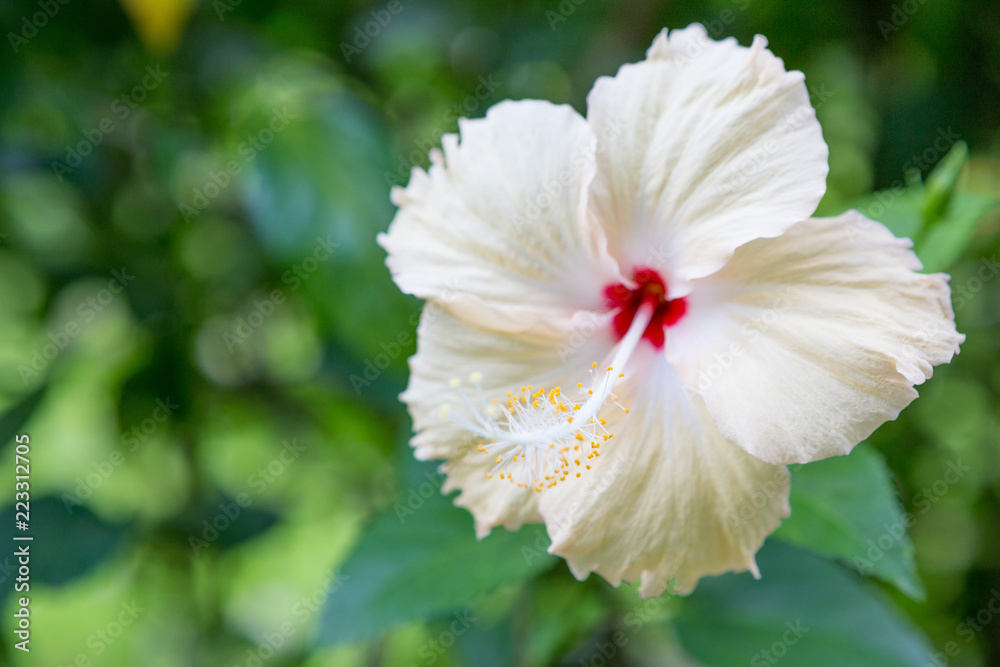 Obraz premium Close up of Beautiful white hibiscus