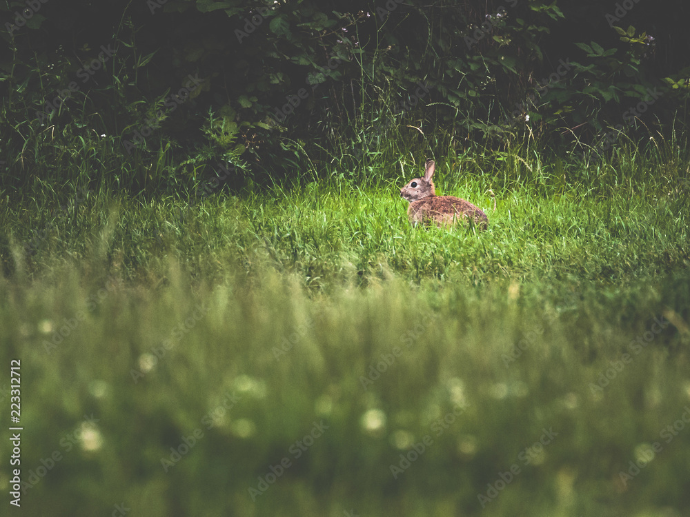 Wildkaninchen (Oryctolagus cuniculus) Wildkaninchen (Oryctolagus cuniculus)