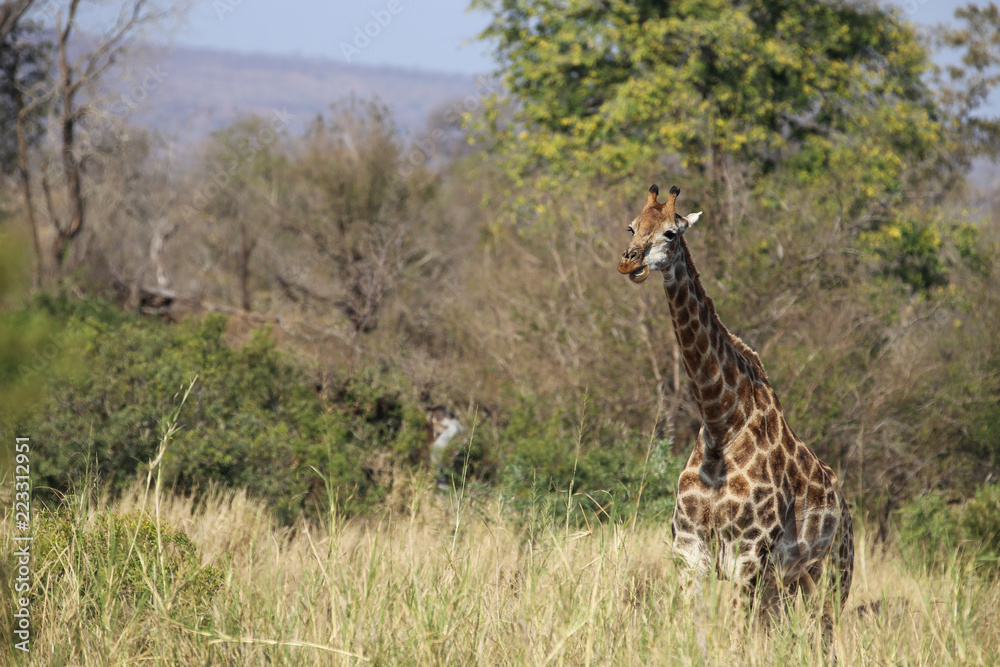 Fototapeta premium Giraffe im Kruger-Nationalpark in Südafrika