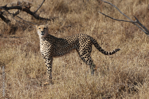 Gepard im Kruger-Nationalpark in Südafrika