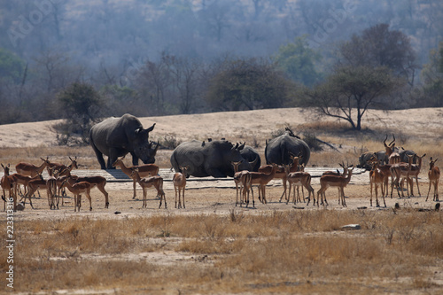 Spitzmaulnashörner und Antilopen im Kruger-Nationalpark in Südafrika © mhering