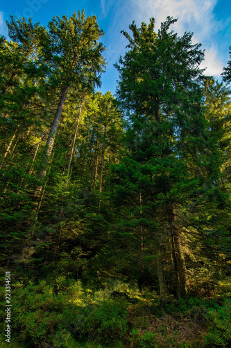 Some vertically photographed trees in the Black Forest   Schwarzwald  Germany.