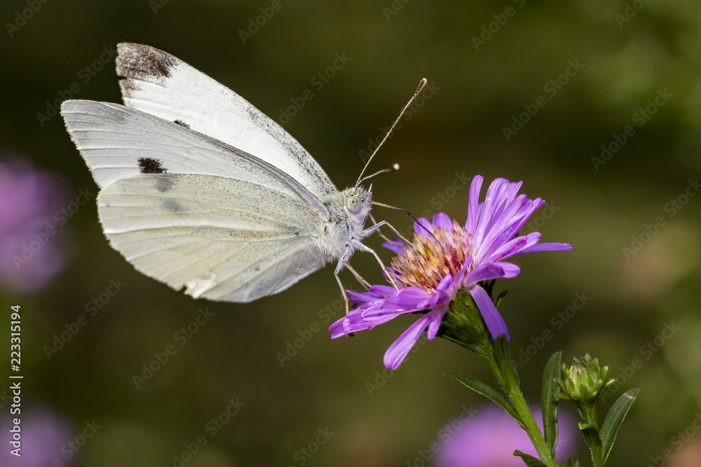 pieris brassicae