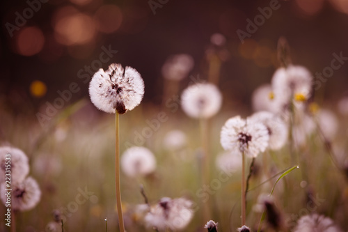 White dandelion blowing away flower closeup.  Soft focus with bokeh, toning