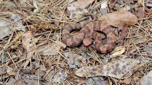 Small juvenile Western cottonmouth, Agkistrodon piscivorus leucostoma, resting on dried leaves on the forest floor flicking it's tongue to test the air for the scent of prey. photo