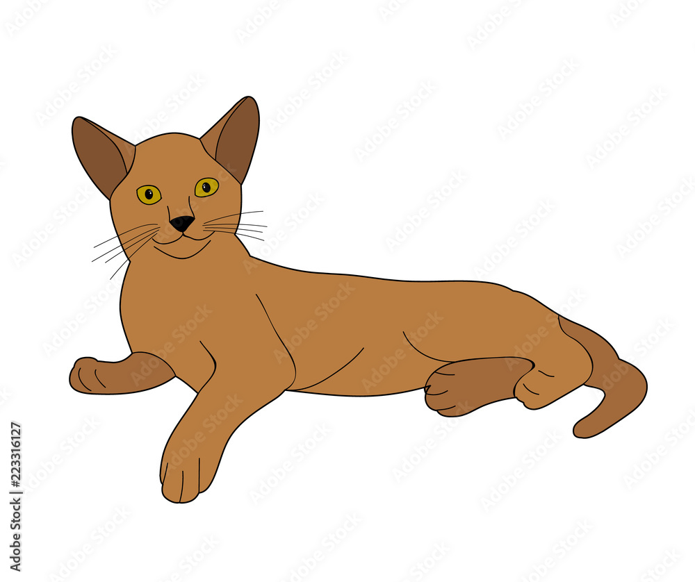 Obraz premium vector, isolated cat, pet