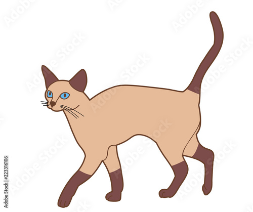  isolated brown cat