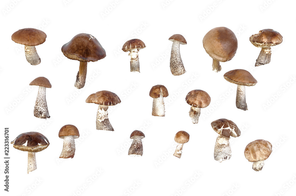 Brown cap boletus leccinum scabrum collection isolated on white background.
