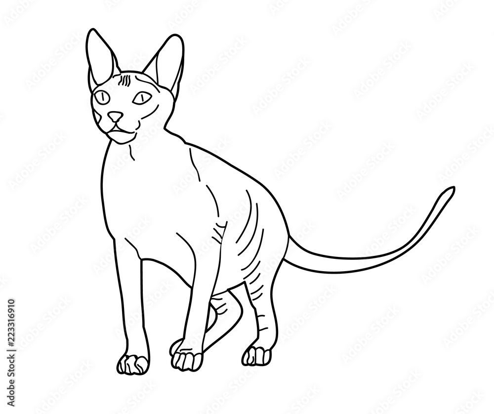 isolated sketch of a cat on a white background isolated sketch of a cat on a white background