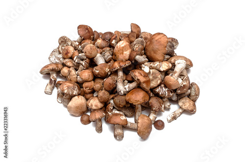 Heap of brown cap boletus lessinum scabrum isolated on white background.