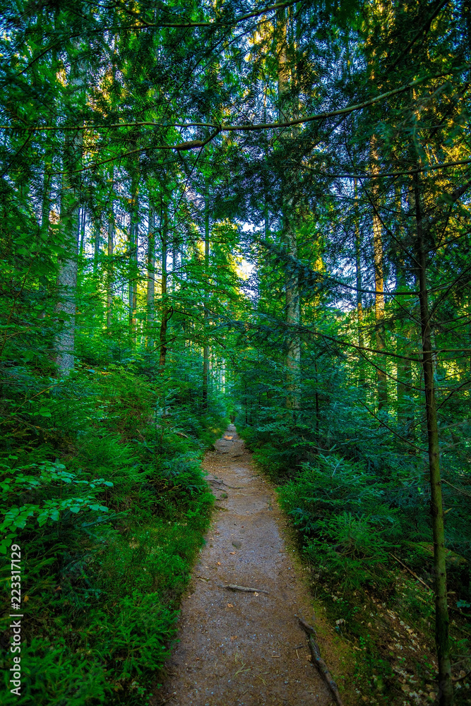 Fototapeta premium Some vertically photographed trees in the Black Forest / Schwarzwald, Germany.