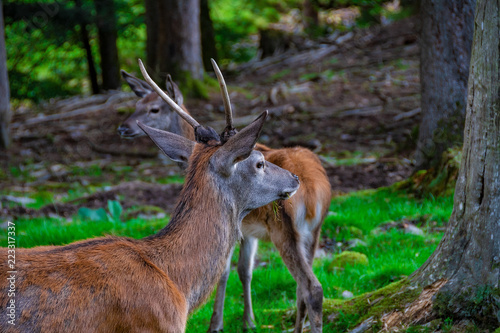 A young  fawn of the roe deer