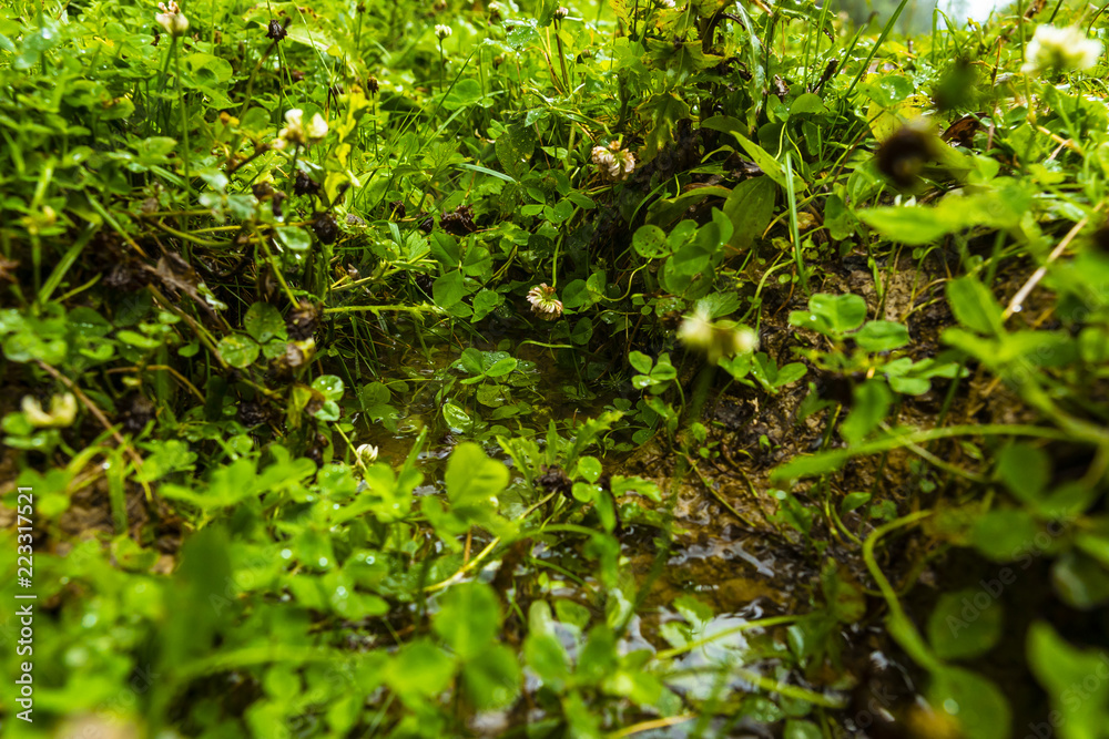 A small brooklet stream after rain in Ukrainian Carpathians A small brooklet stream after rain in Ukrainian Carpathians
