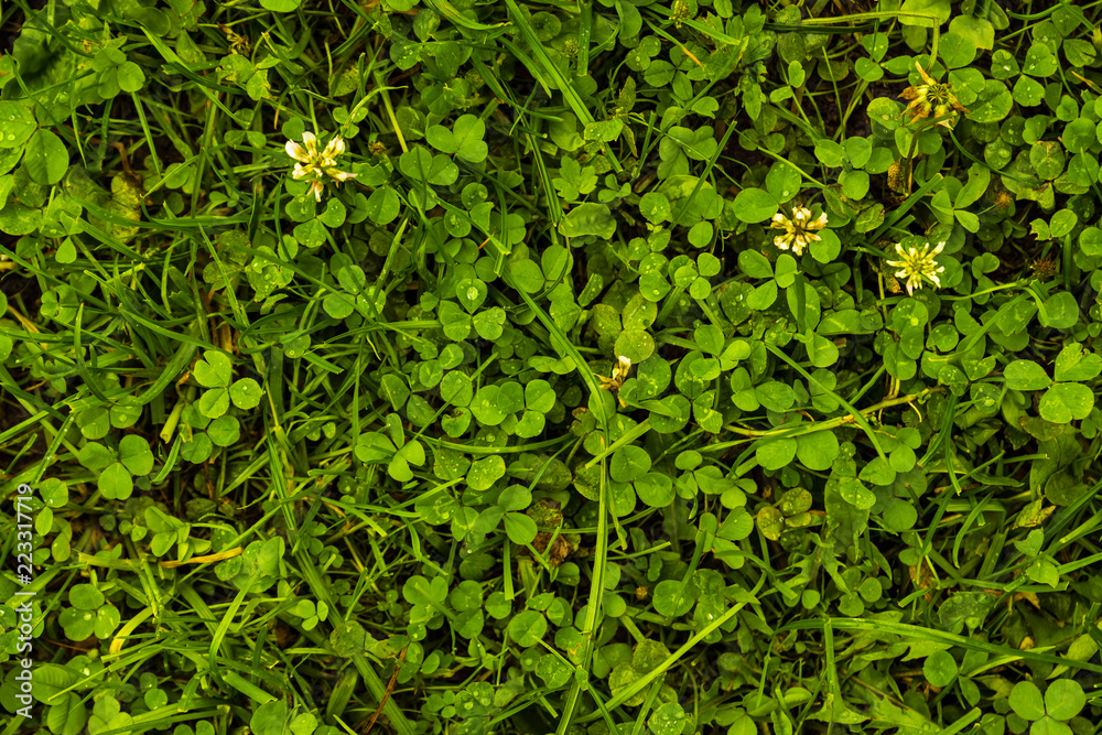 Obraz premium Clover pattern after rain texture