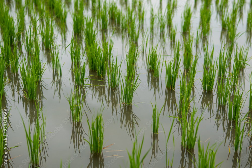 Obraz premium Growing rice field