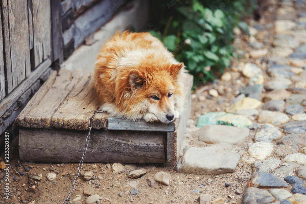 Chained rural dog lying near wooden barn and watching