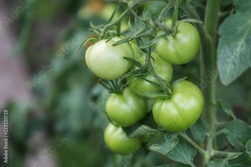 Green unripe tomatoes in the vegetable garden