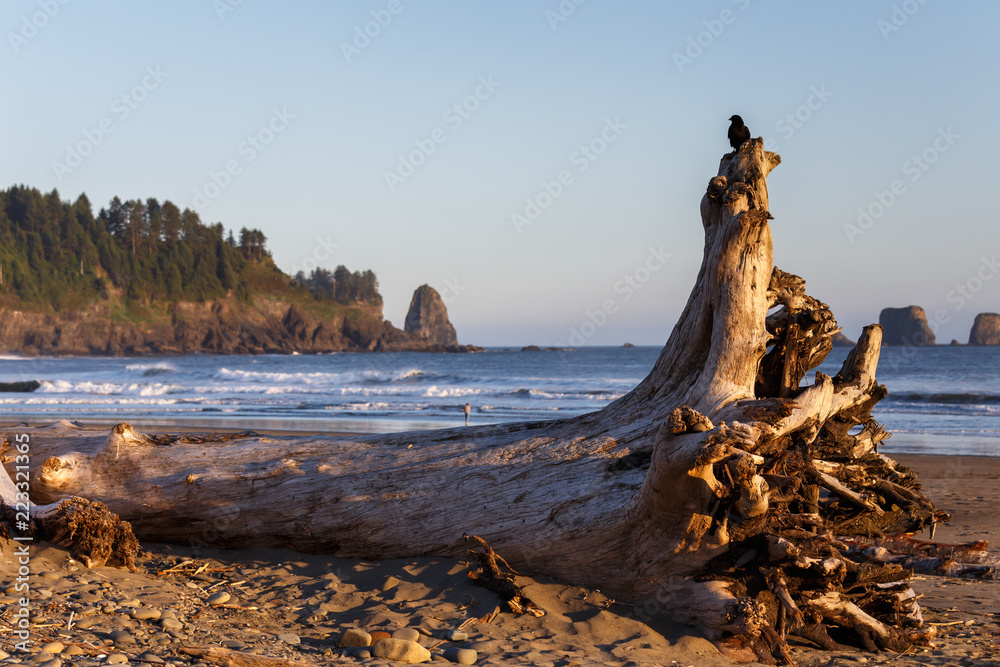 Washed up driftwood and logs on Rialto Beach, Olympic National Park, Washington,USA. Washed up driftwood and logs on Rialto Beach, Olympic National Park, Washington,USA.