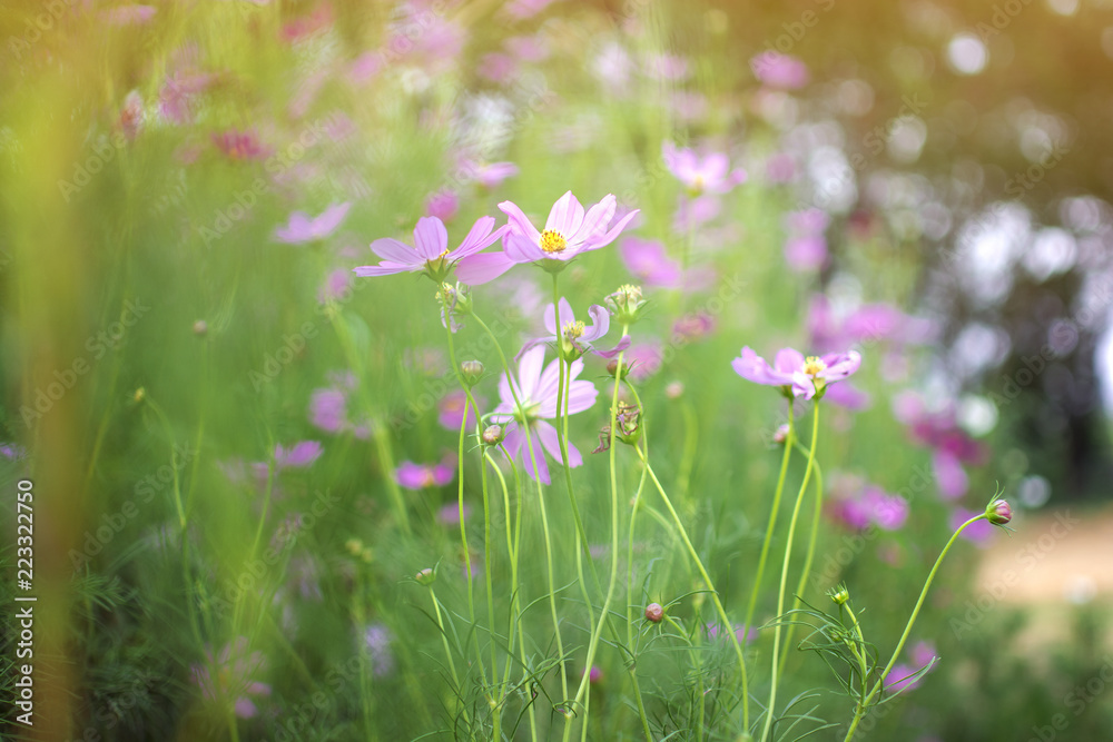 Soft and blur Cosmos flowers field with bokeh of tree background Soft and blur Cosmos flowers field with bokeh of tree background