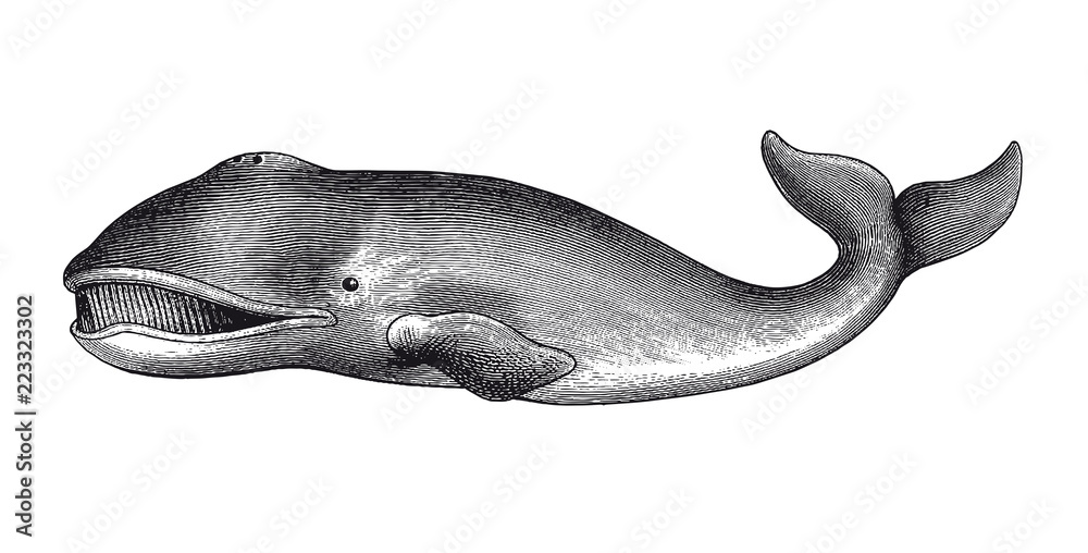 Naklejka premium Wieloryb grenlandzki Grawerowanie Vintage ilustracji
