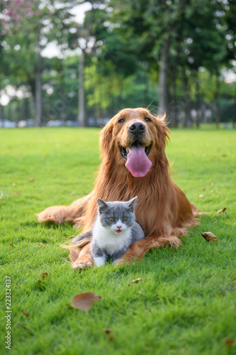 Fototapeta Naklejka Na Ścianę i Meble -  Golden retriever and Kitten playing in the meadow