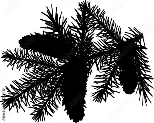 black pine branch with needles and three cones