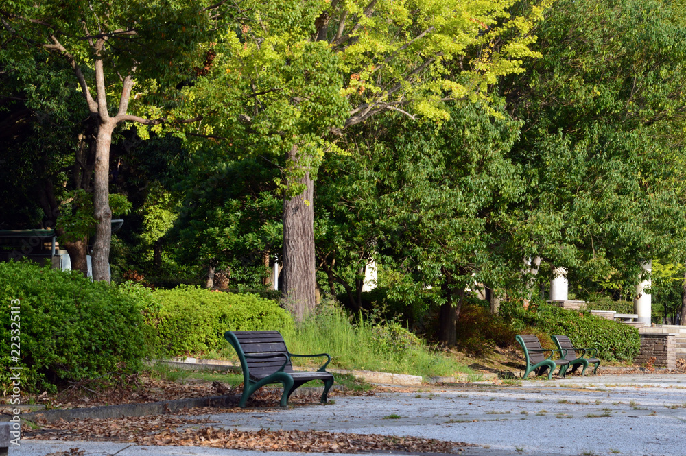黄色く色づいたイチョウの大木と緑のベンチ、茶色い落ち葉のある公園の風景