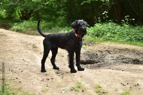 dog