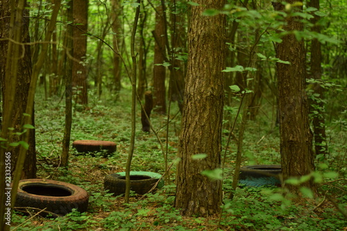 forest