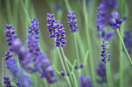 Fototapeta Naklejka Na Ścianę i Meble -  bunch of blooming lavender flowers